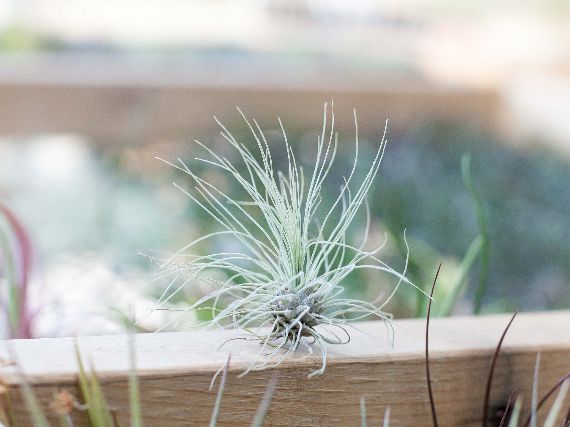 Tillandsia Argentea Thin 'Fuchsii v Gracilis' Air Plants – Air Plant Design  Studio