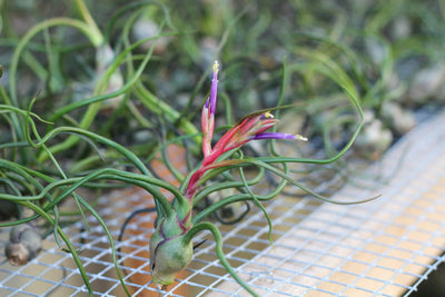 Blooming Tillandsia Bulbosa Guatemala Air Plant