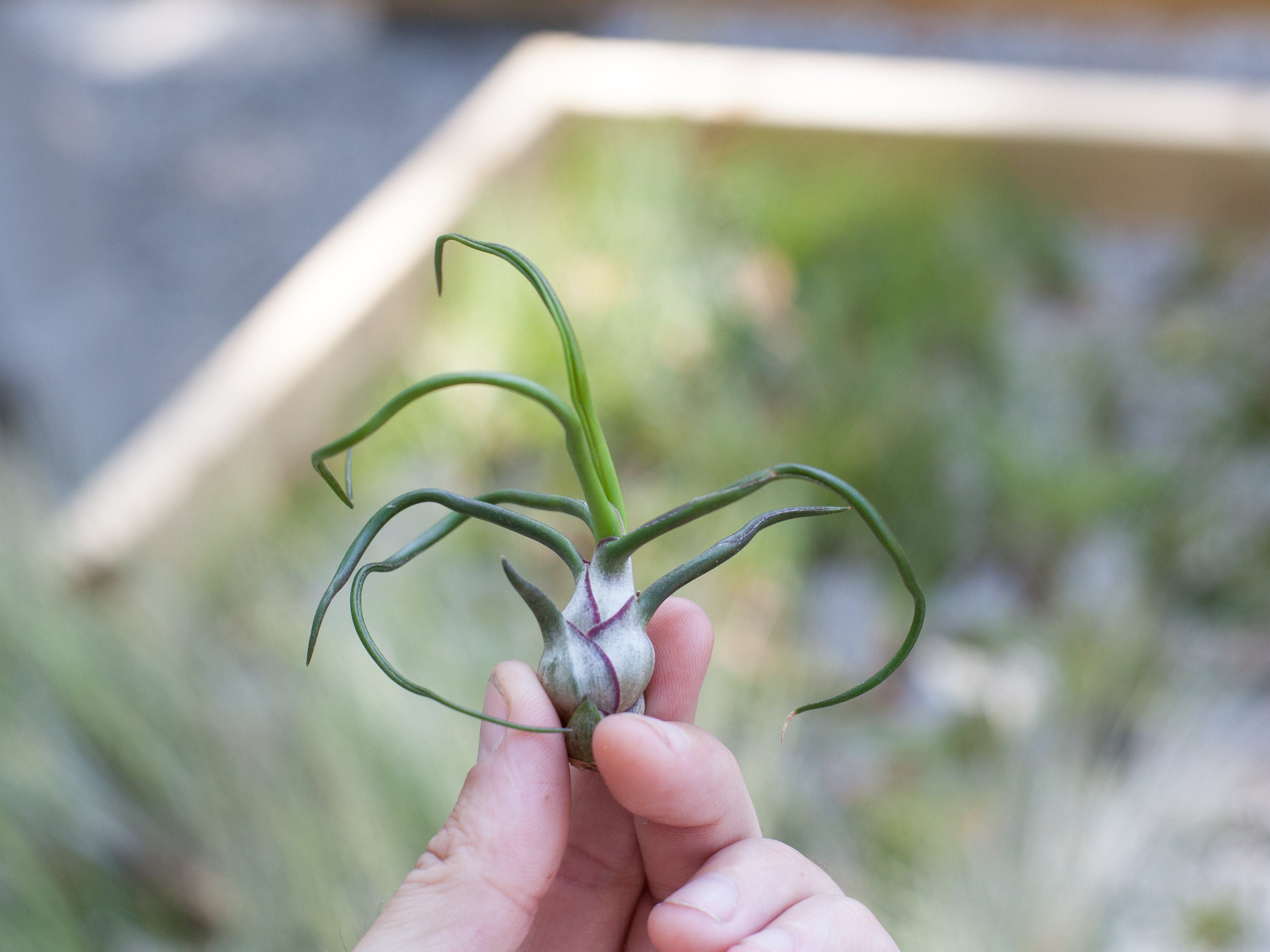 Tillandsia Bulbosa Guatemala Air Plants – Air Plant Design Studio