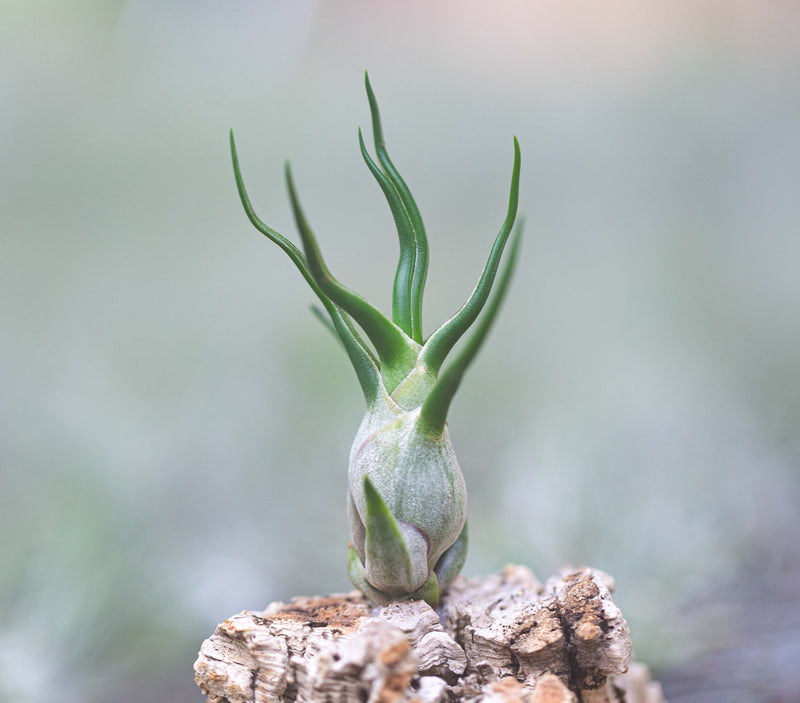 Tillandsia Bulbosa Guatemala Air Plant