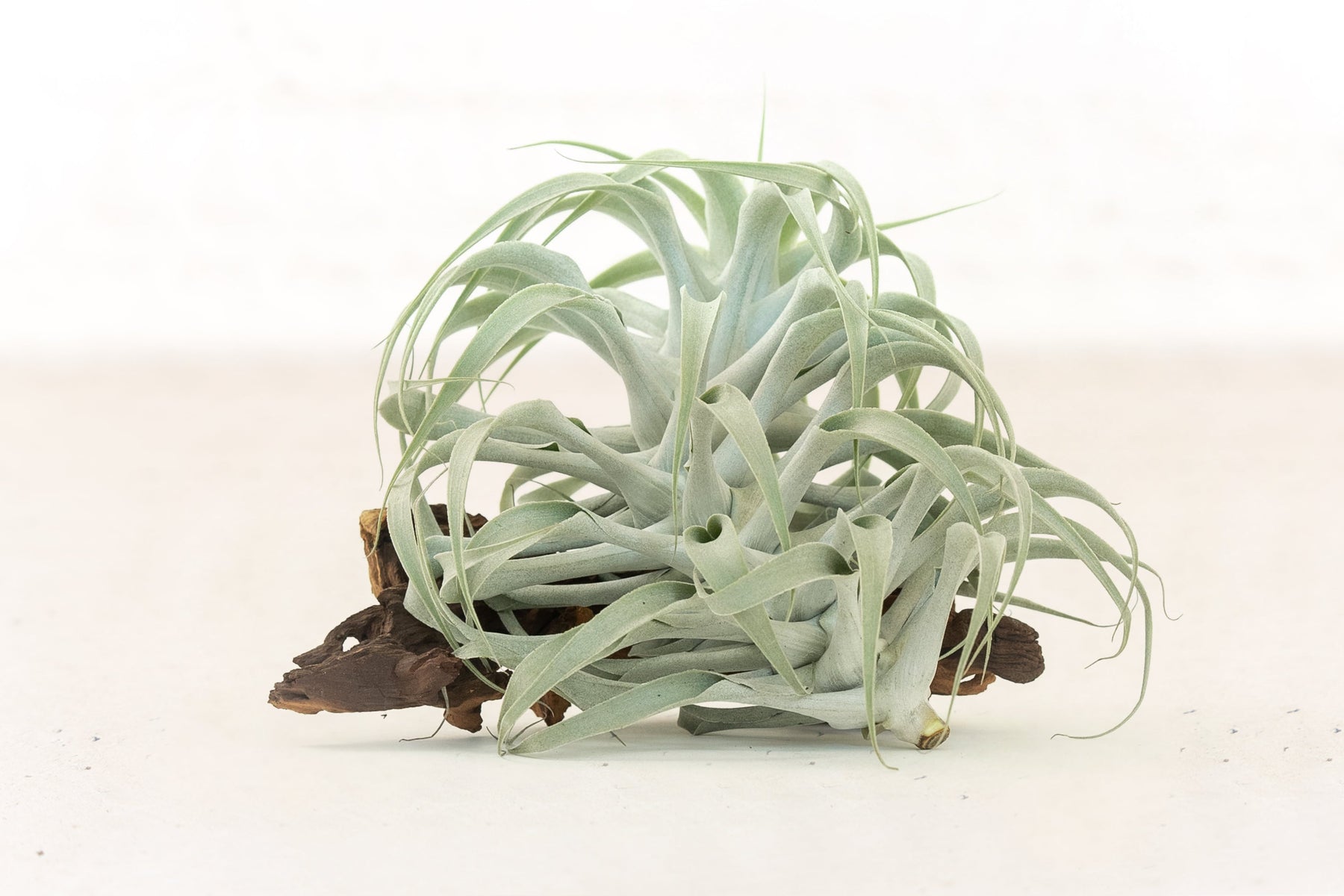 cacticola air plant Tillandsia Cacticola Air Plants – Air Plant Design Studio