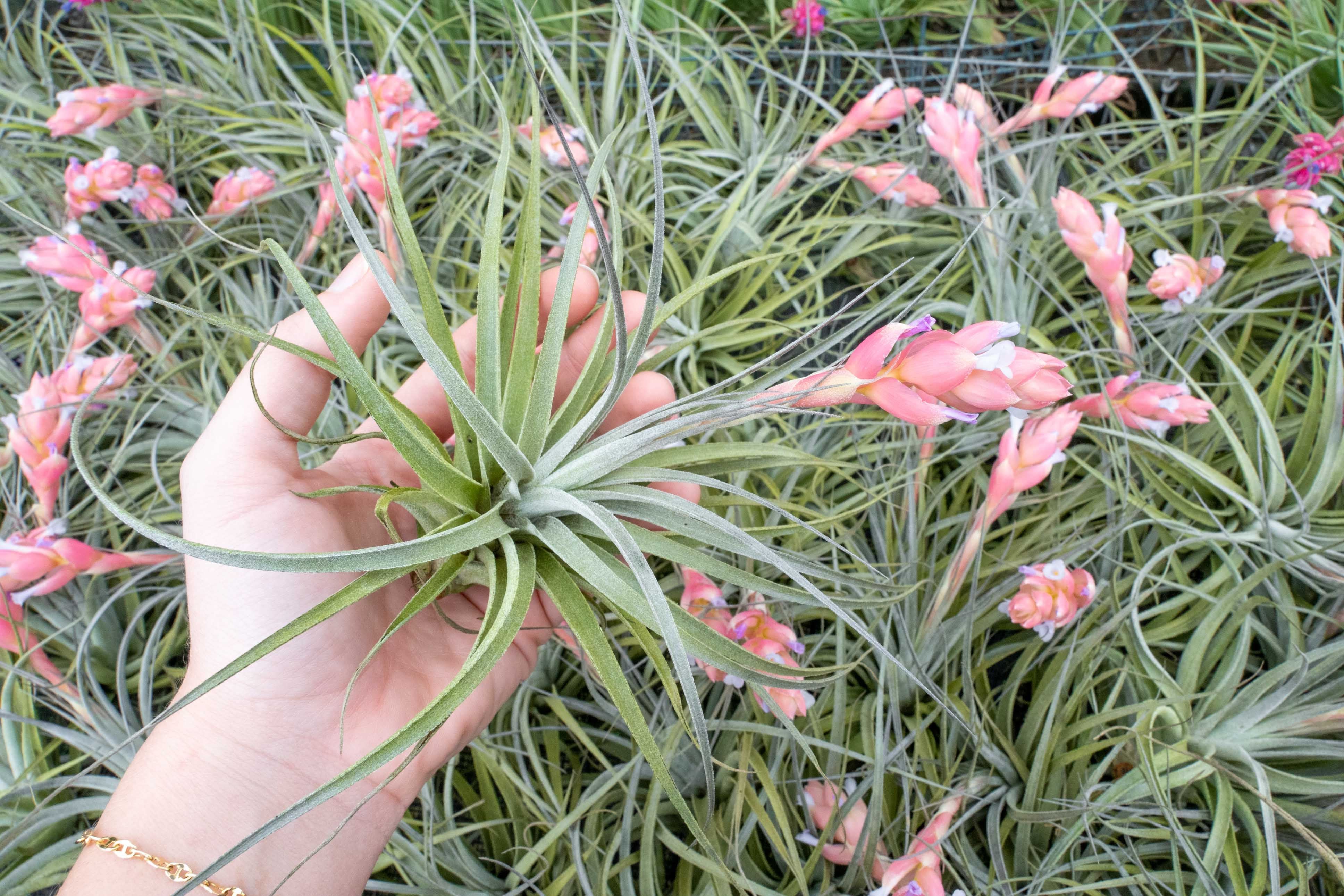 Tillandsia 'Velvet' Stricta Soft Air Plant – Air Plant Design Studio