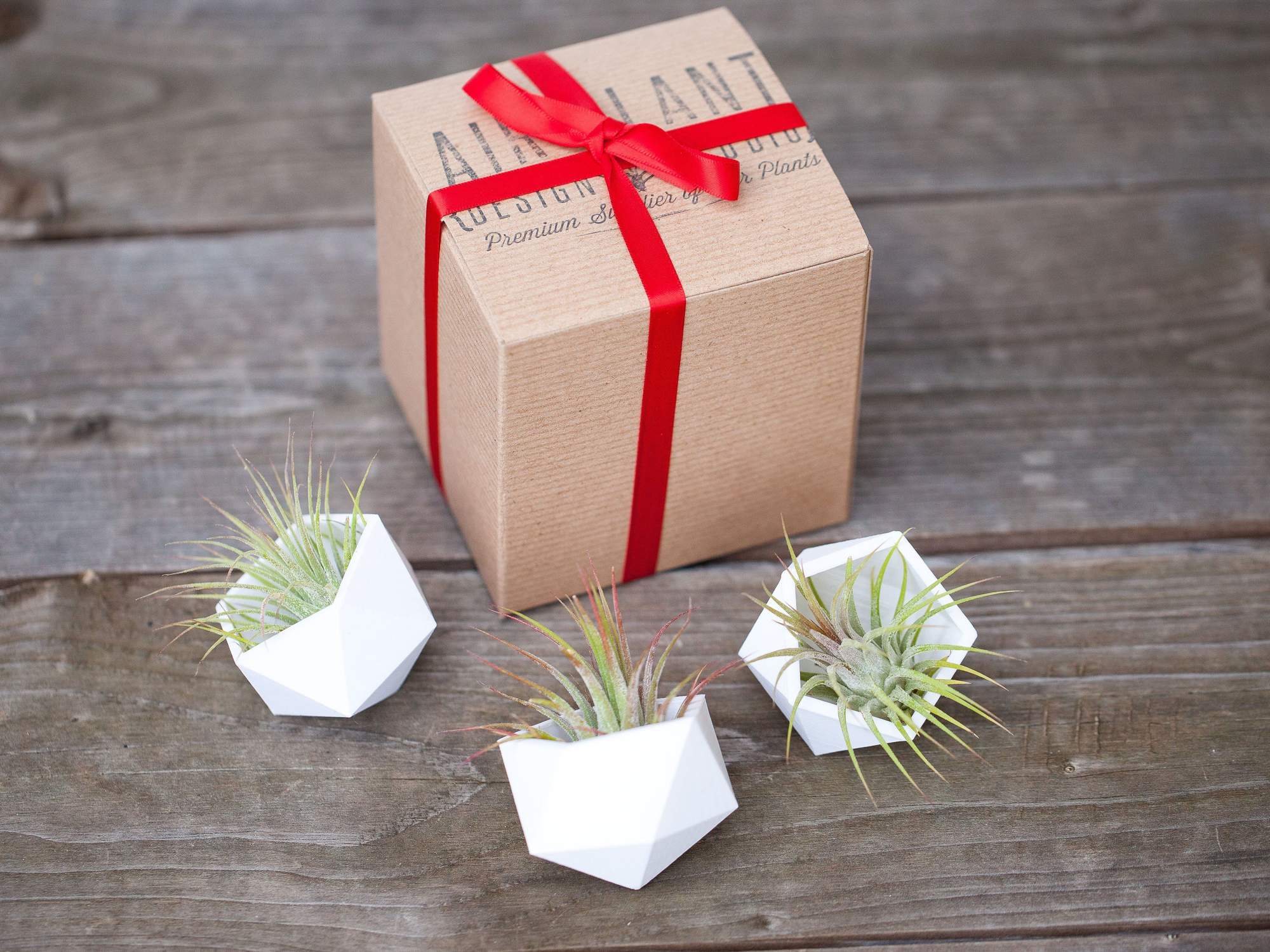branded gift box with red ribbon next to three geometric ceramic pots with tillandsia ionantha guatemala air plants