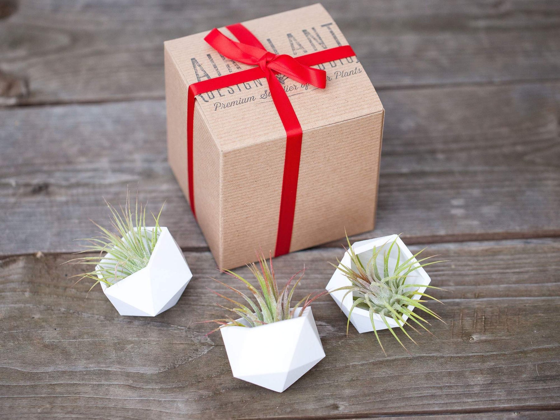 White Geometric Ceramic Planters with Tillandsia Ionantha Air Plants and Branded Gift Box