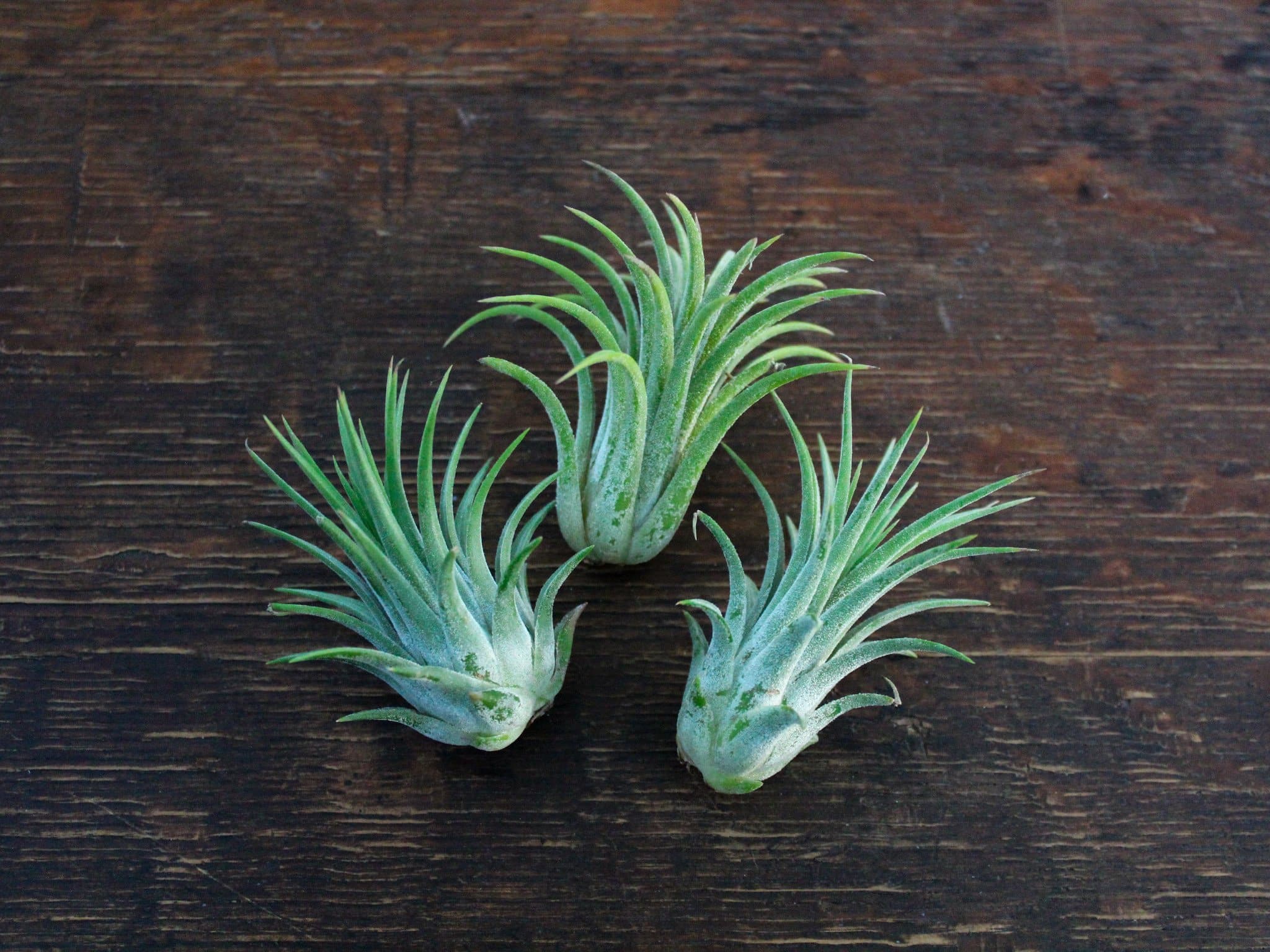 70% Off - Tillandsia Ionantha Guatemala Air Plants – Air