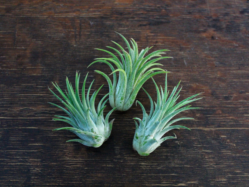 3 Tillandsia Ionantha guatemala air plants