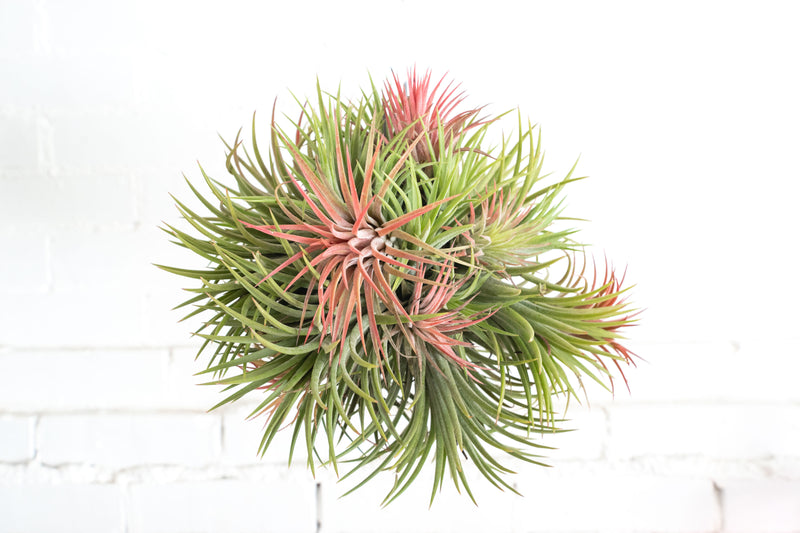 Tillandsia Ionantha Rubra Hanging Cluster with String for Hanging