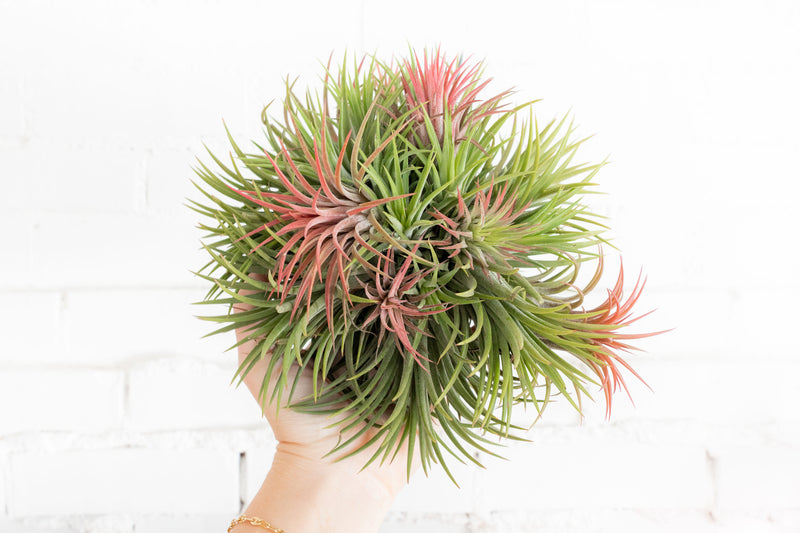 Tillandsia Ionantha Rubra Hanging Cluster with String for Hanging