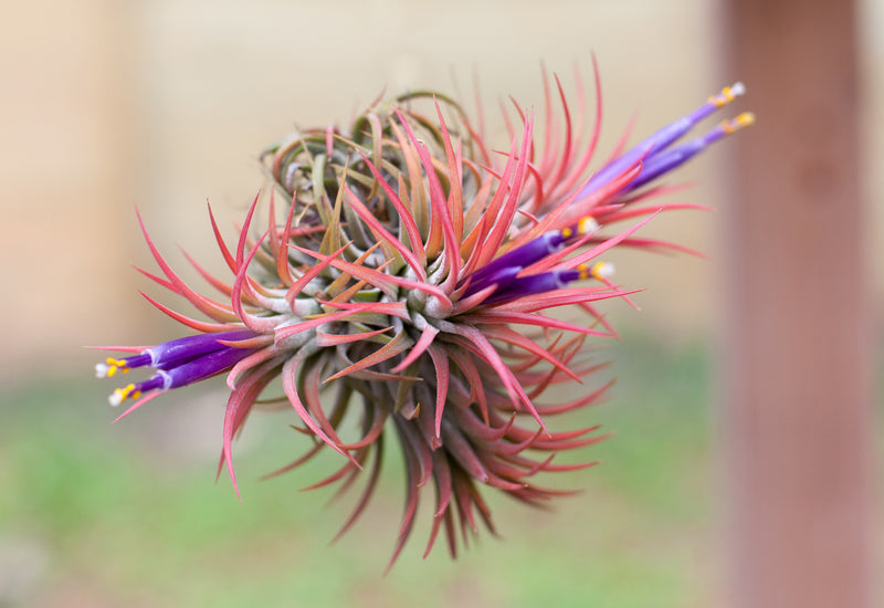 Wholesale: Tillandsia Ionantha Rubra Hanging Clusters with String for Hanging