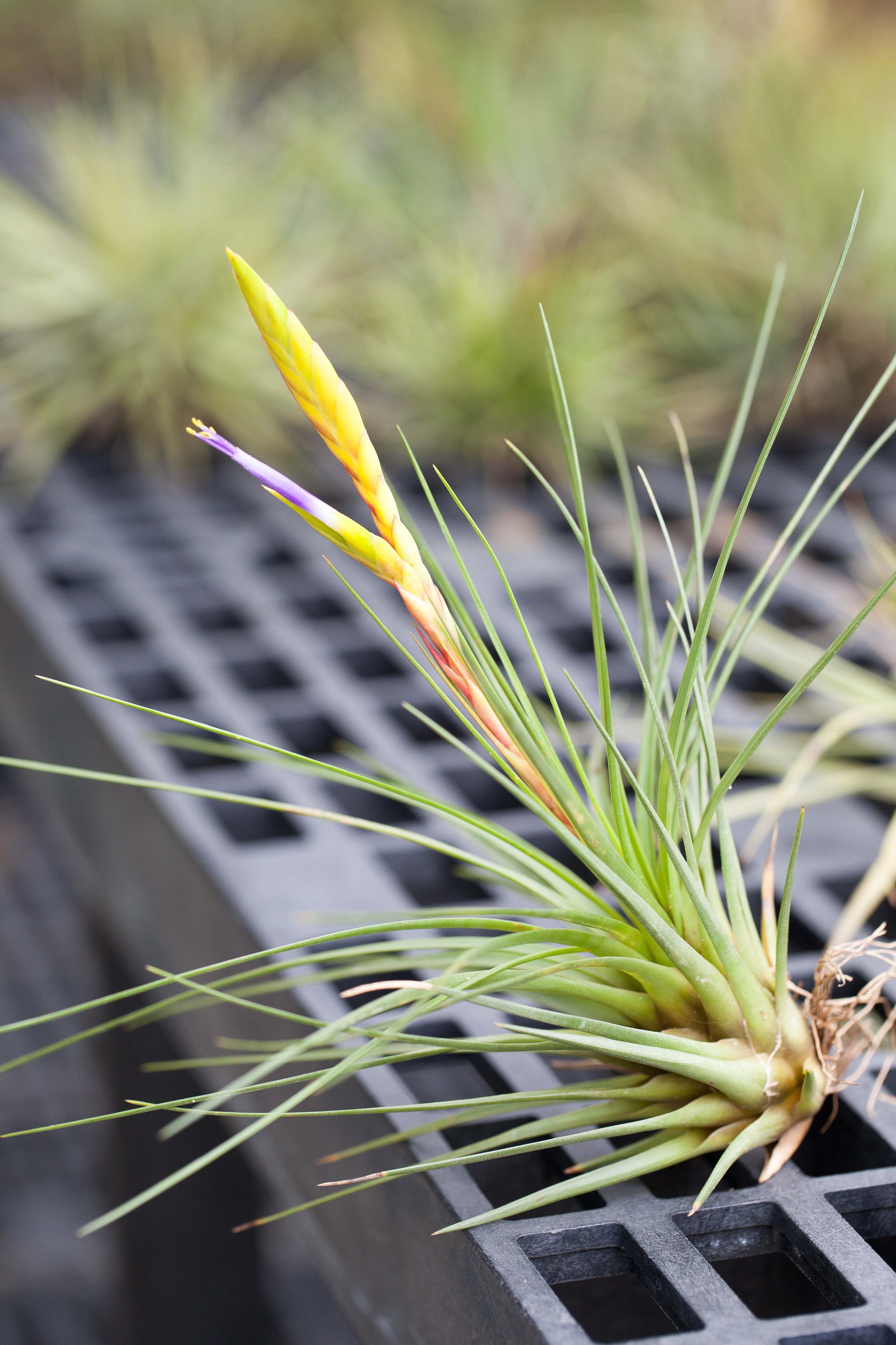 Sale Packs - 30% Off - Tillandsia Melanocrater Tricolor Air Plants