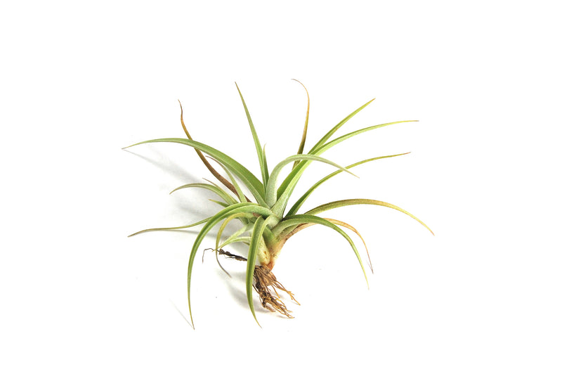 Tillandsia Kashkin (Peru Inca Gold) Air Plants