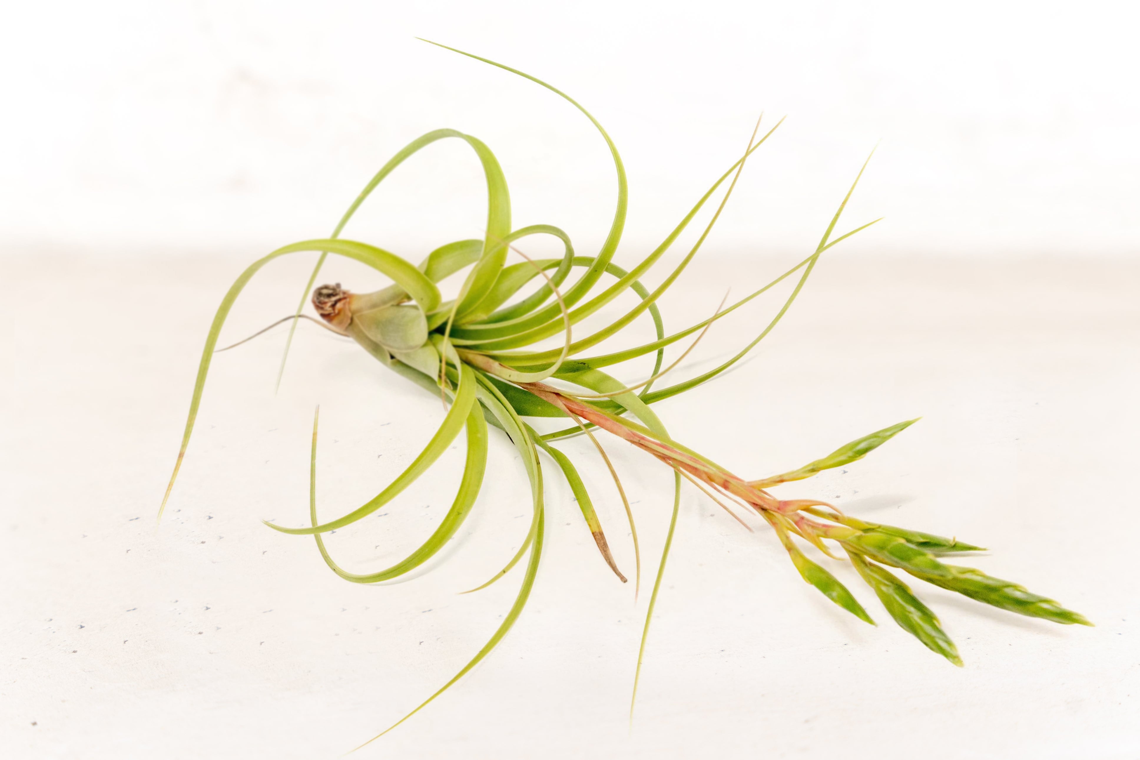 roland-gosselinii × concolor) × 'BC'