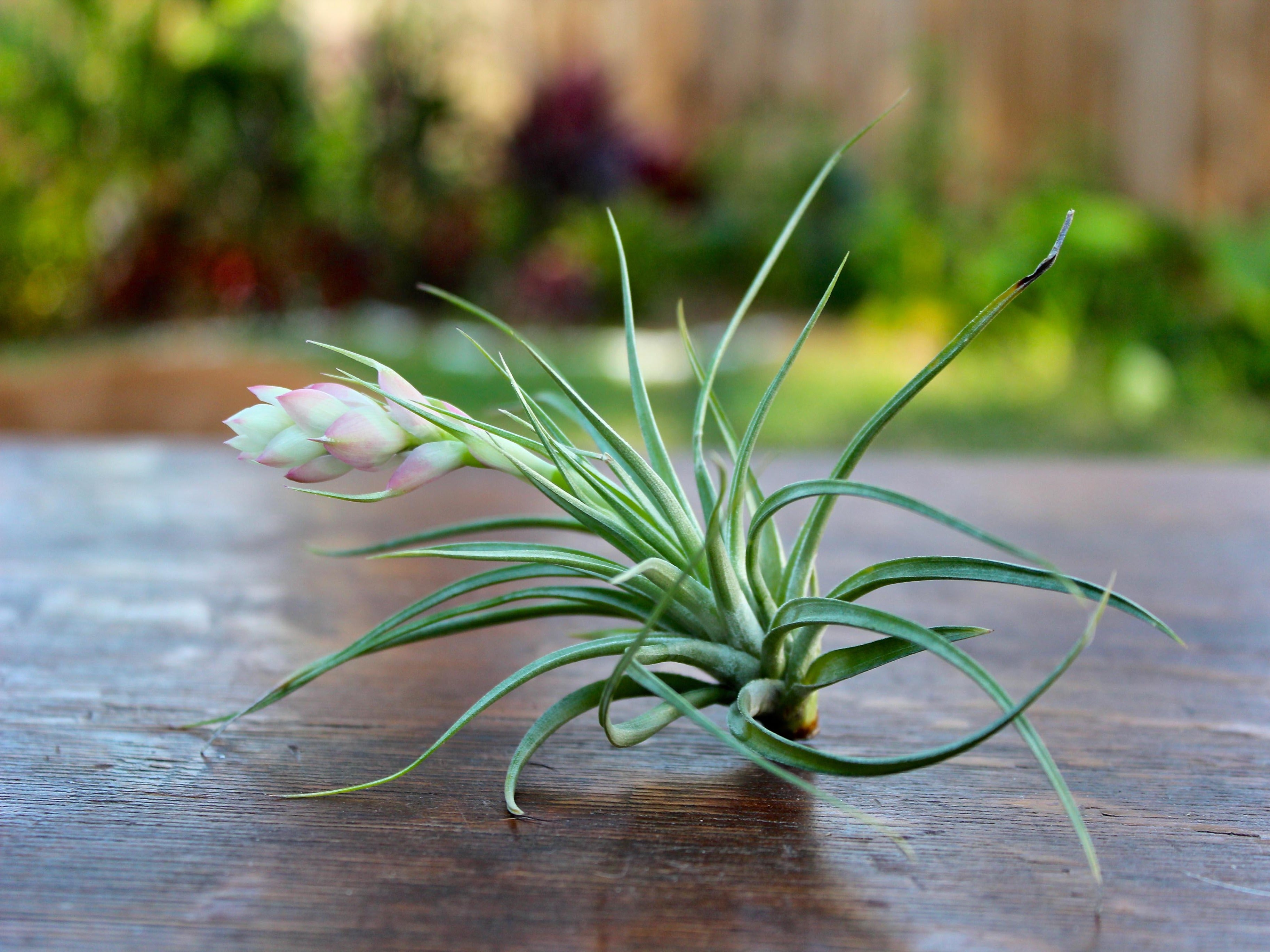 Tillandsia Stricta Hard Air Plants – Air Plant Design Studio