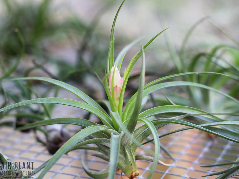 Tillandsia Stricta Hard Air Plant