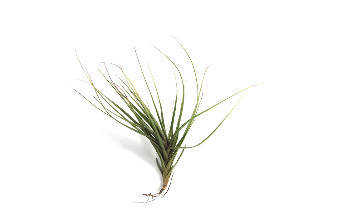 Tillandsia Tenuifolia 'Blue' Air Plant