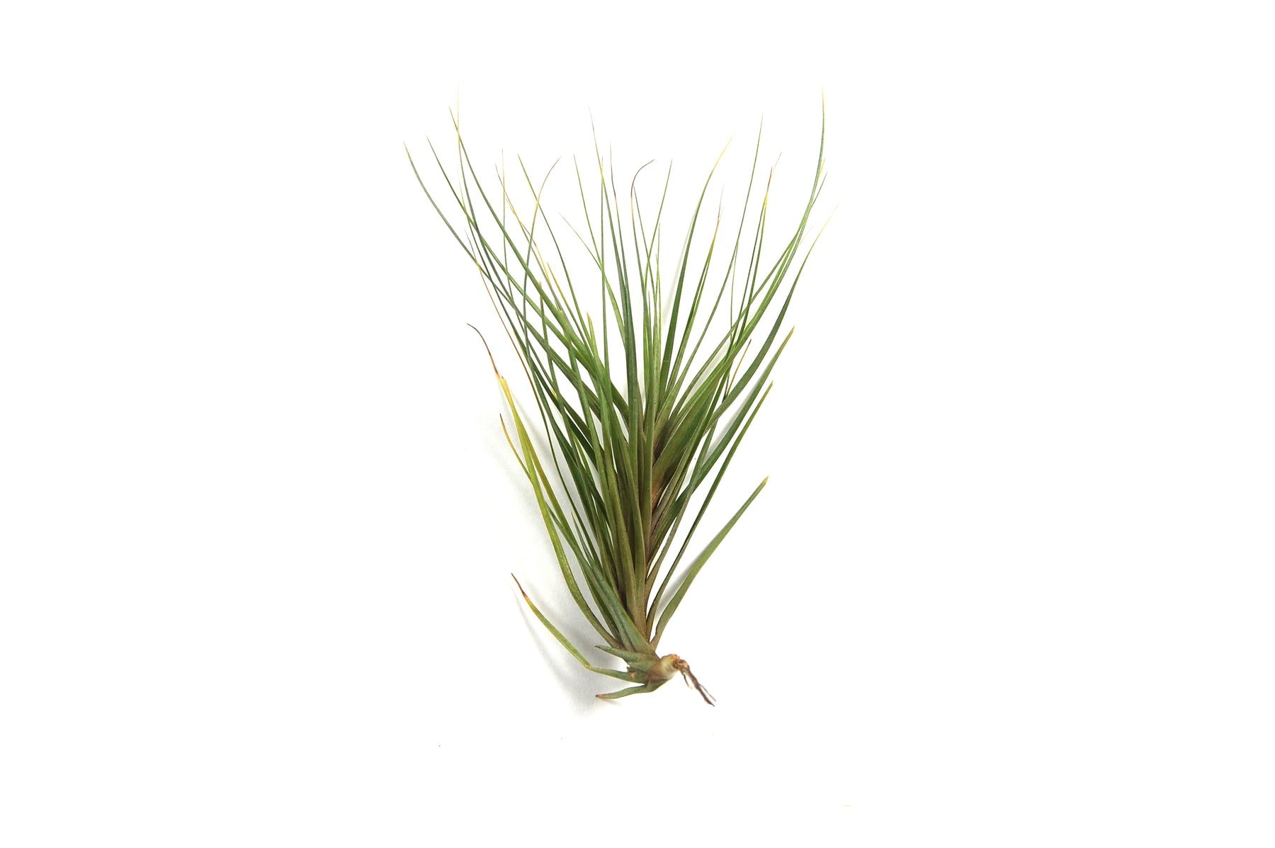 juncifolia air plant Tillandsia Tenuifolia 'Blue' Air Plants – Air Plant Design Studio