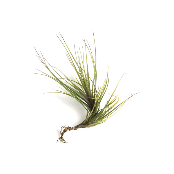 Tillandsia Tenuifolia 'Blue' Air Plant