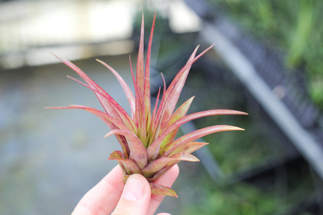 red blushing tillandsia abdita air plant