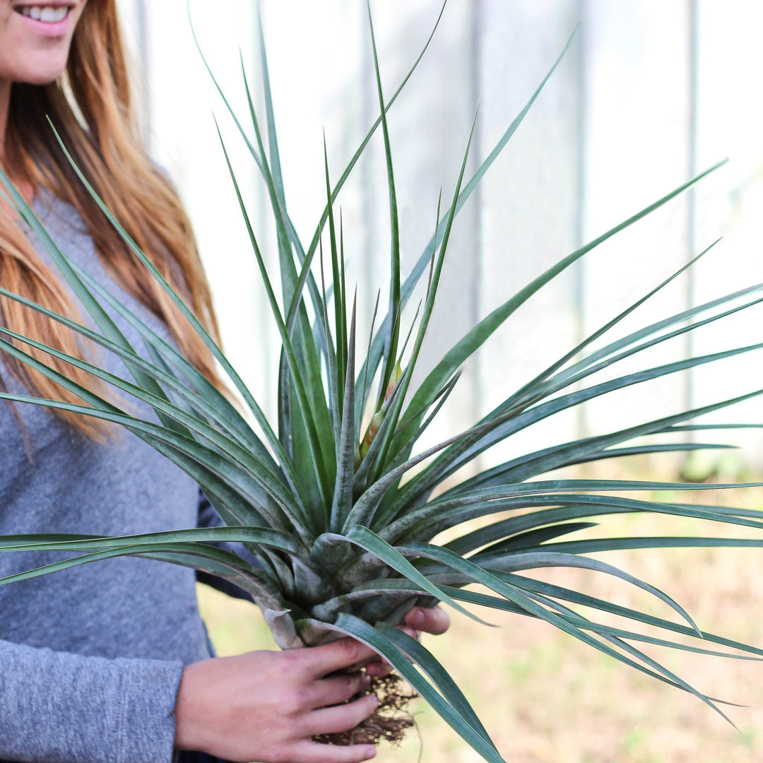 striped air plant Tillandsia Fasciculata Tropiflora Air Plants – Air Plant Design Studio