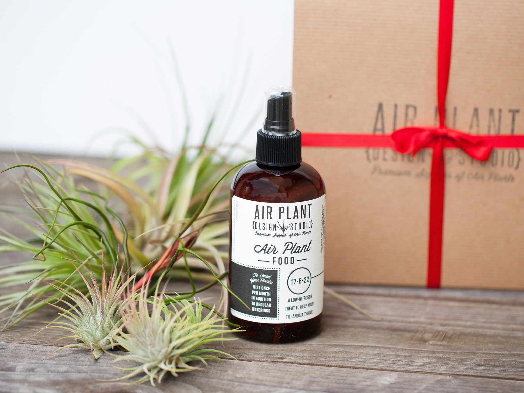 planto fertilizer Gift Tillandsia Air Plants