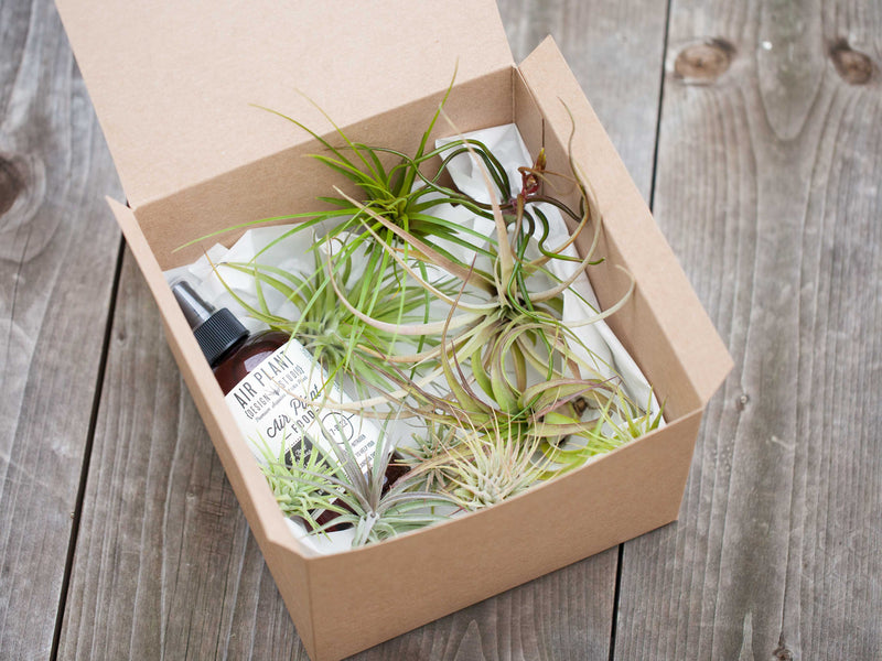 Assorted Tillandsia Air Plants and Ready-to-Use Fertilizer Packed in a Gift Box