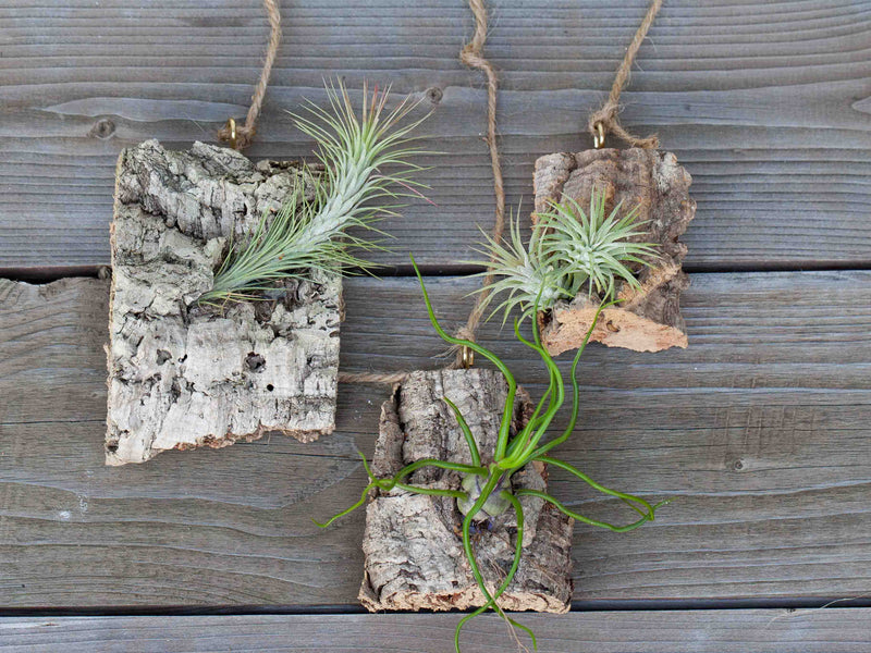 3 Virgin Cork Bark Chunks with Tillandsia Air Plants Attached