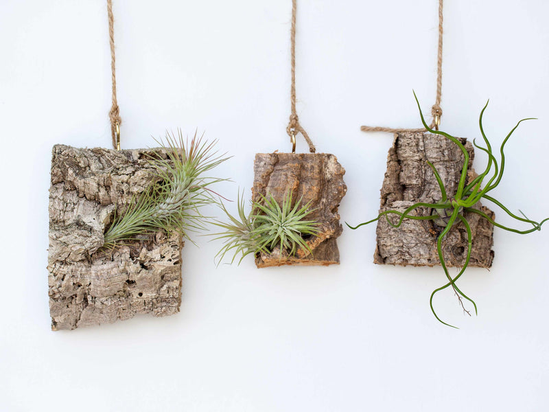 3 Virgin Cork Bark Chunks with Tillandsia Air Plants Attached