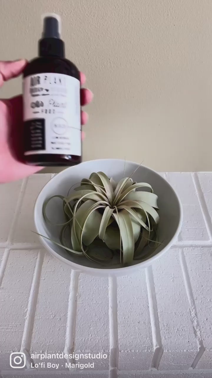 Video Showing How to Use Our Ready to Use Tillandsia Air Plant and Bromeliad Fertilizer