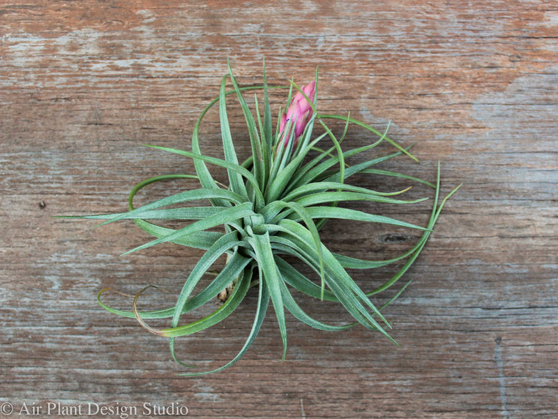 Blooming Tillandsia Aeranthos Air Plant