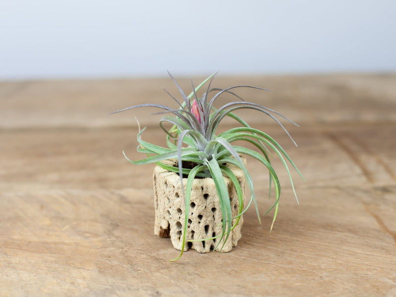 Tillandsia aeranthos air plant displayed in a cholla cactus skeleton container