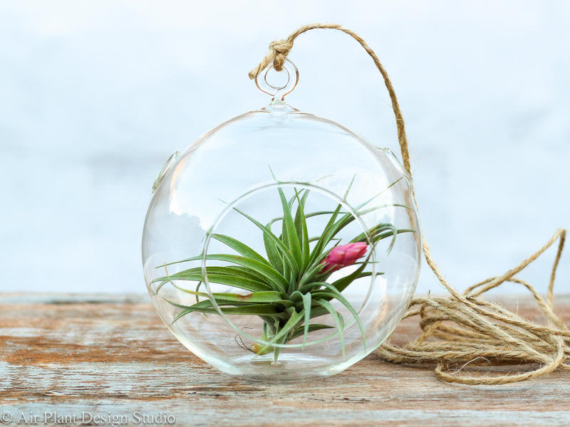 Blooming Tillandsia Aeranthos Air Plant in a Flat Bottom Glass Globe Terrarium