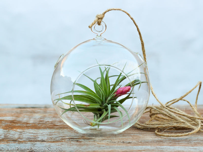 Flat Bottom Glass Globe Terrarium with Tillandsia Aeranthos Air Plant and Hemp String