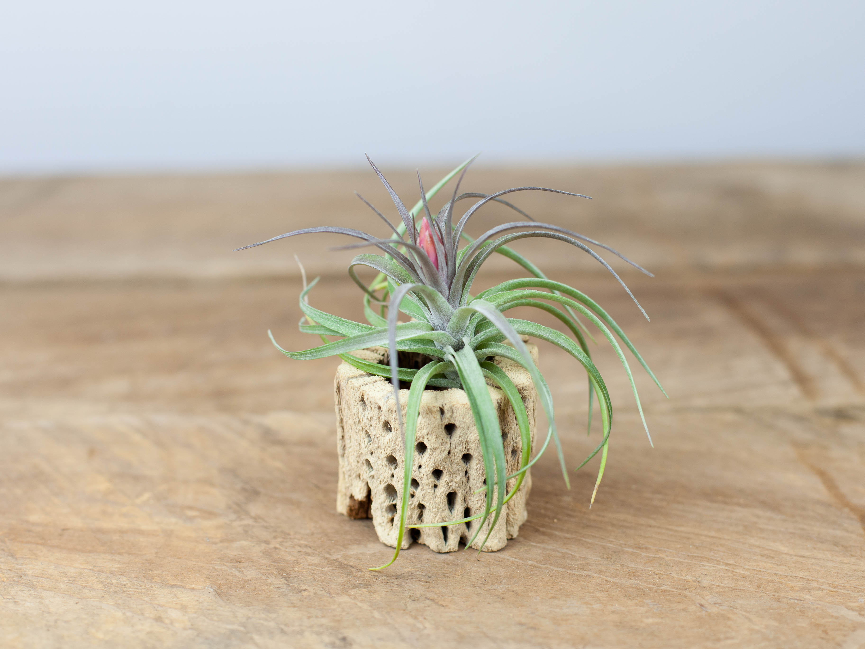 Tillandsia Aeranthos Air Plants – Air Plant Design Studio