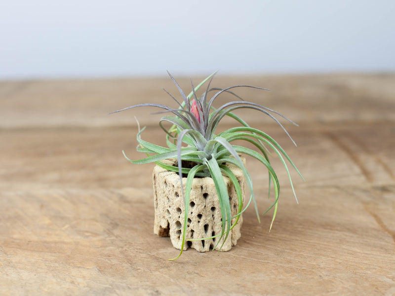 Blushing and Blooming Tillandsia Aeranthos Air Plant in a Cholla Cactus Skeleton Container