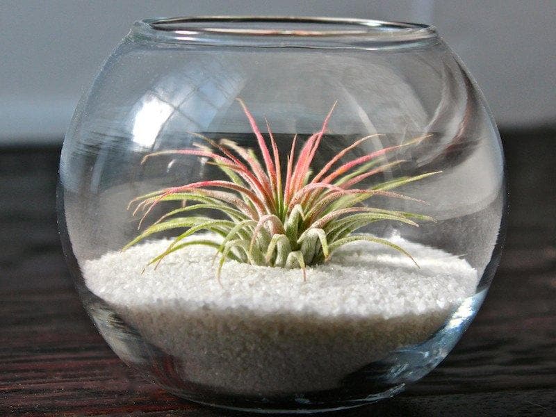 Glass Table Top Terrarium with Tillandsia Ionantha Guatemala and White Sand