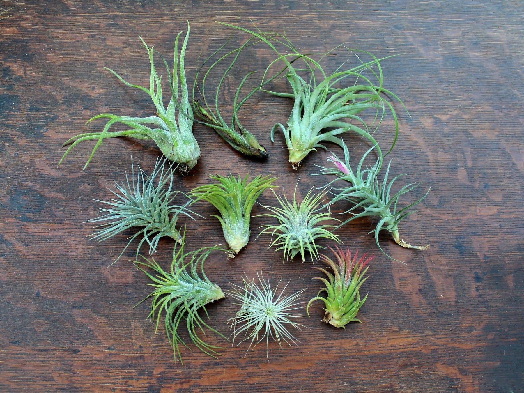 air for plants Tillandsia Air Plants Green House Mix of 10 – Air Plant Design Studio