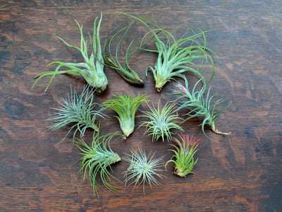 Assorted Tillandsia Air Plants