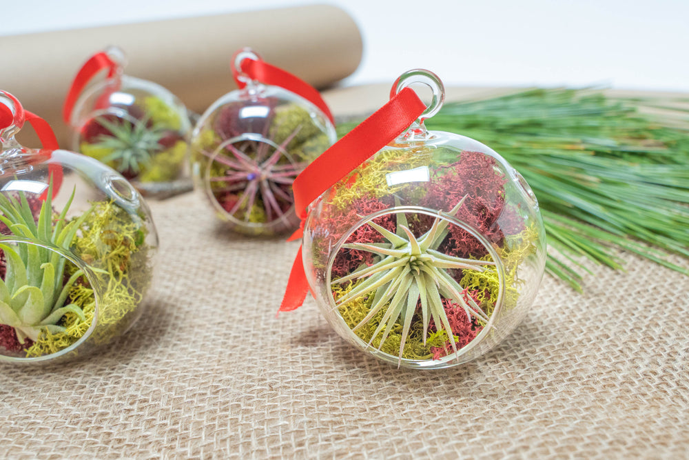 Mini Flat Bottom Glass Globe Terrarium with Red and Green Moss and Tillandsia Ionantha Guatemala Air Plant