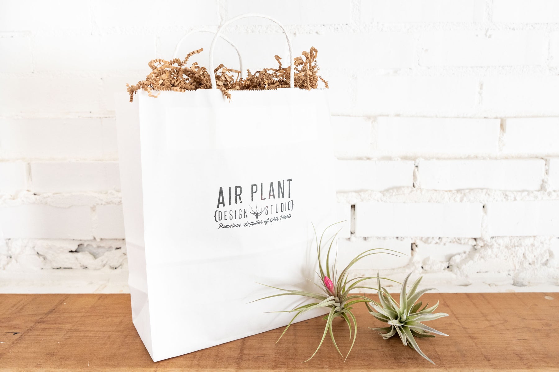 makers kit air plant Glass Capsule Terrarium & Tillandsia Air Plants – Air Plant Design Studio