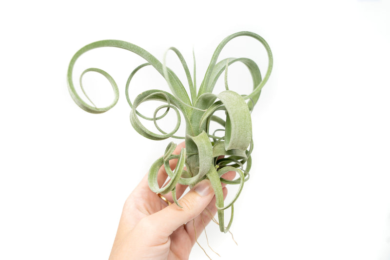 Tillandsia Curly Slim Air Plant