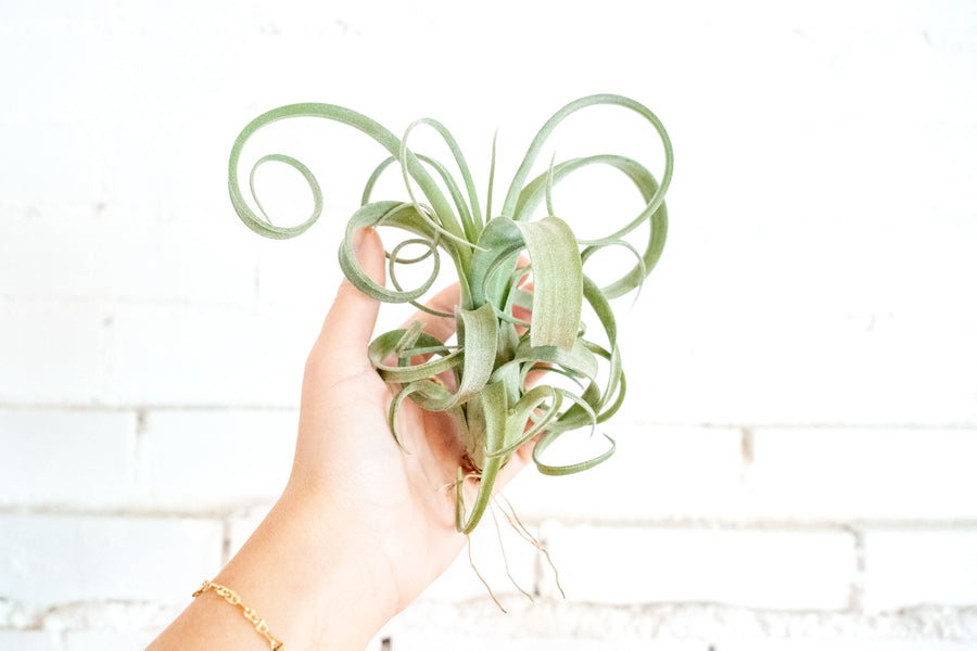 intermedia air plant Tillandsia Curly Slim (T. Intermedia x T. Streptophylla) Air Plant
