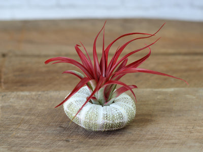 Alfonso Sea Urchin with Tillandsia Red Abdita Brachycaulos Air Plant