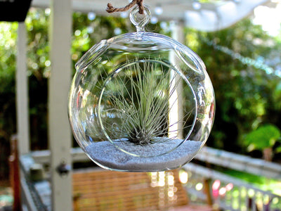 Flat Bottom Glass Terrarium with White Sand and Tillandsia Argentea Thin Air Plant