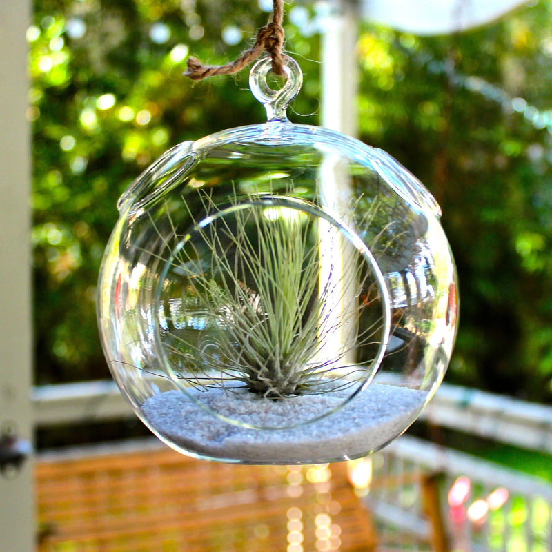 Flat Bottom Glass Terrarium with White Sand and Tillandsia Argentea Thin Air Plant