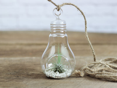Glass Light Bulb Shaped Terrarium with White Sand and Tillandsia Argentea Thin Air Plant