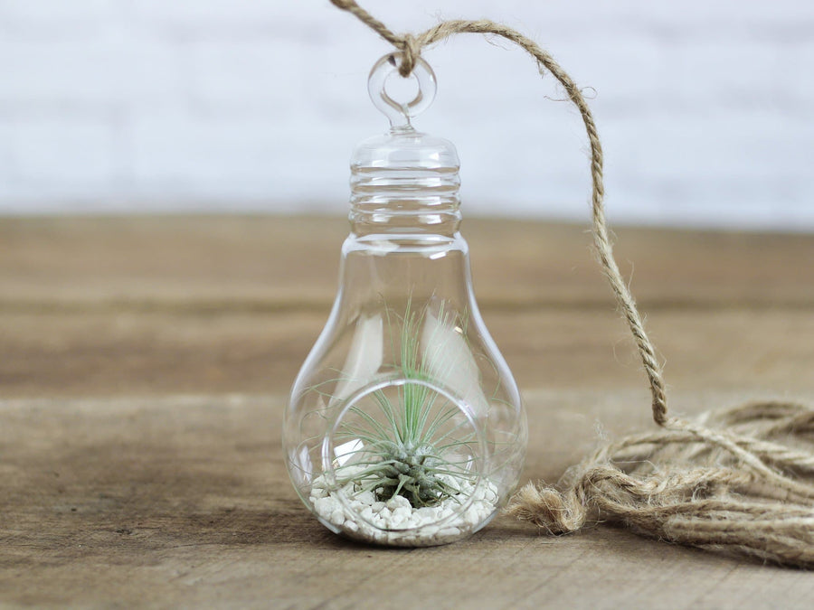 Glass Light Bulb Shaped Terrarium with White Sand and Tillandsia Argentea Thin Air Plant