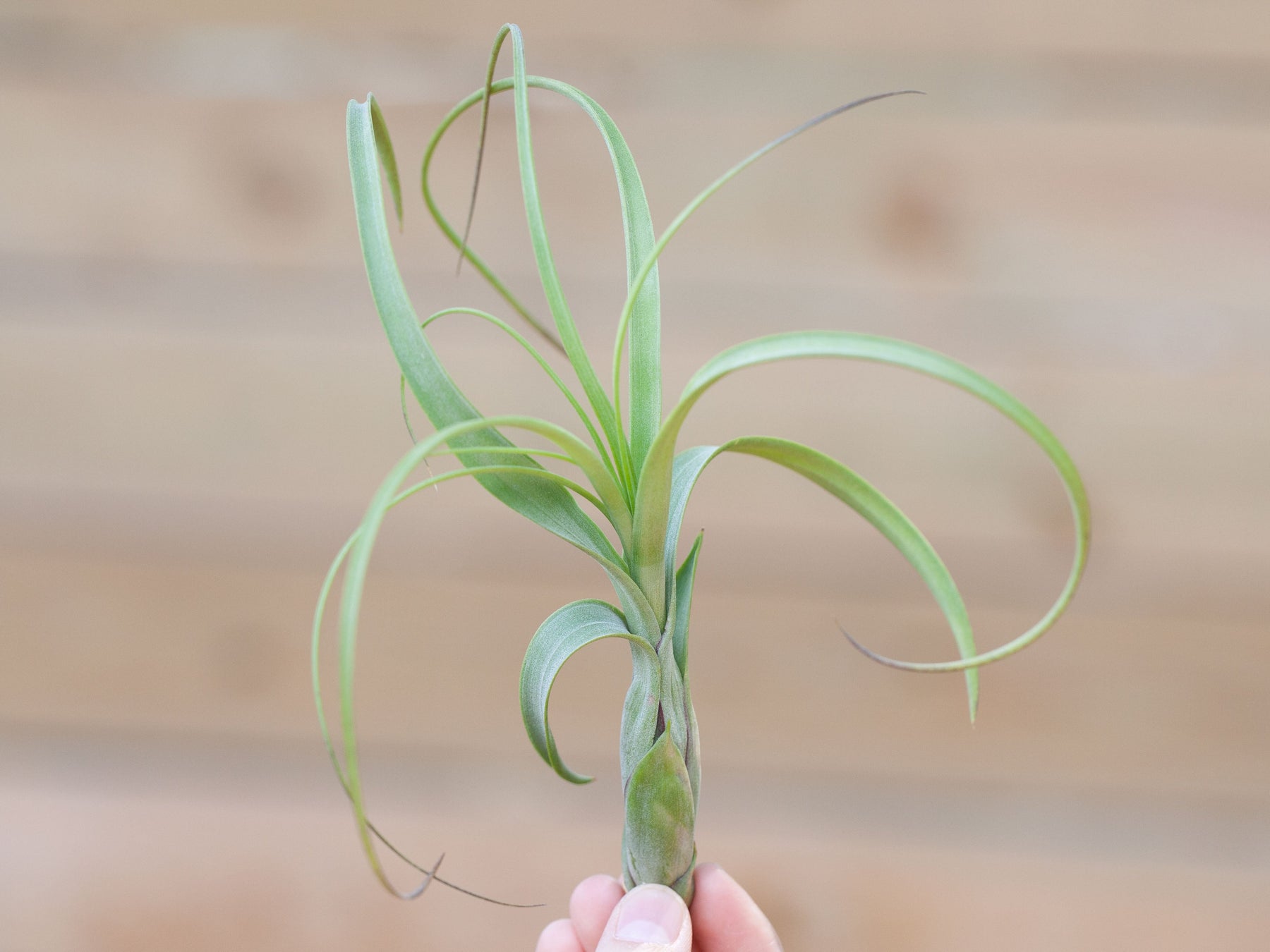 balbisiana air plant Wholesale: Large Tillandsia Balbisiana Air Plants