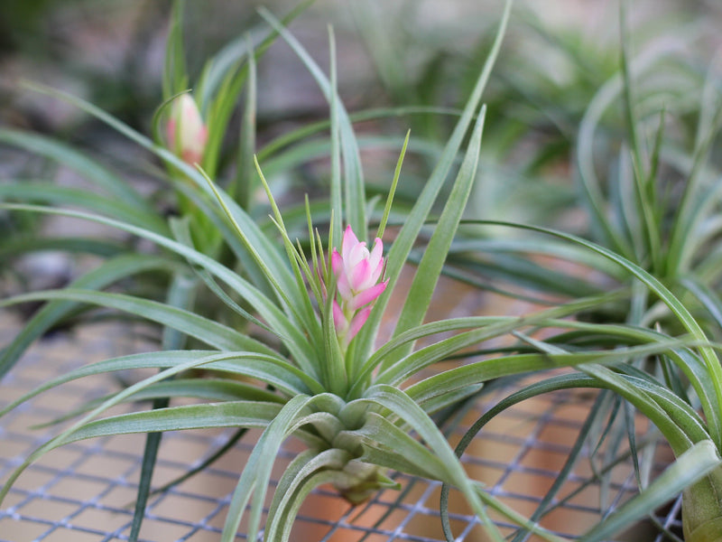tillandsia stricta air plant with striking pink bloom