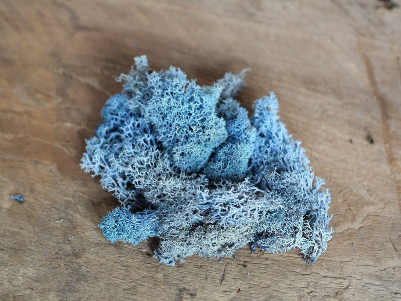 Blue Colored Preserved Reindeer Moss