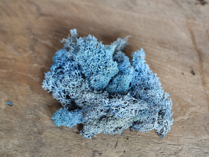 Blue Colored Preserved Reindeer Moss